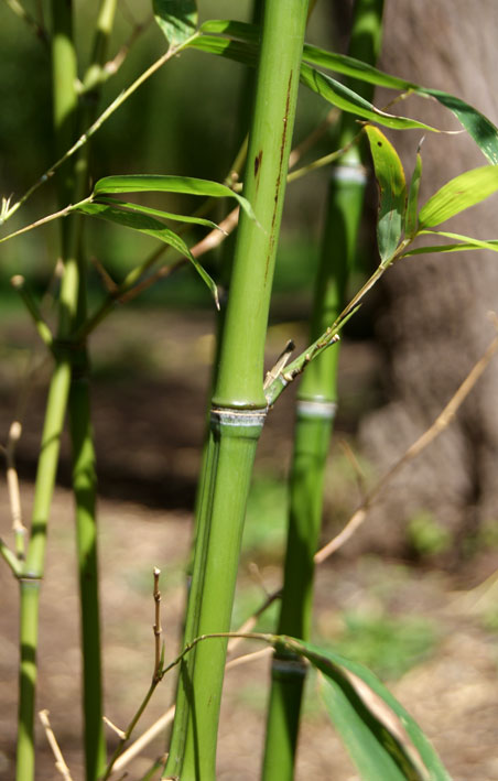 Goldrohr Bambus, Phyllostachys aurea