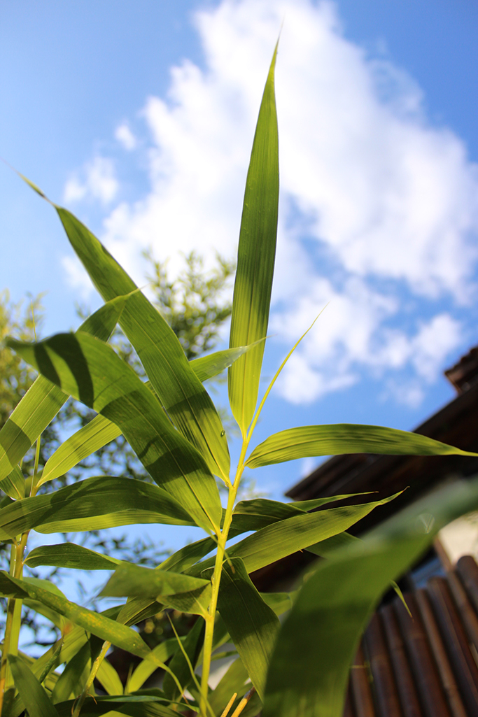 Pfeil Bambus, Pseudosasa japonica