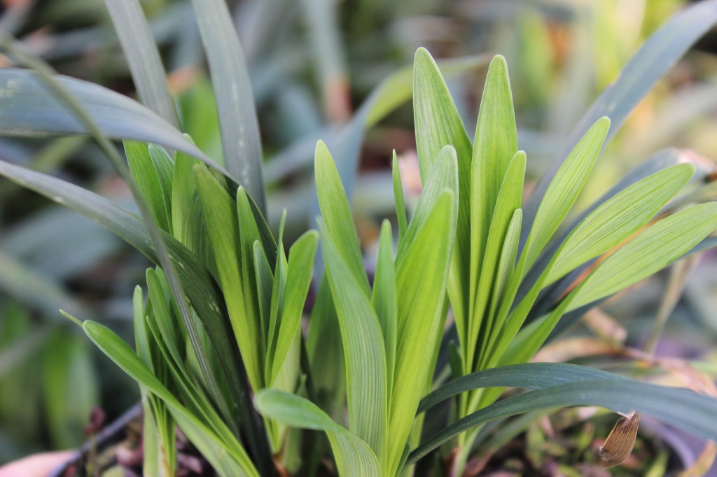 Glöckchentraube - Liriope muscari Money Maker