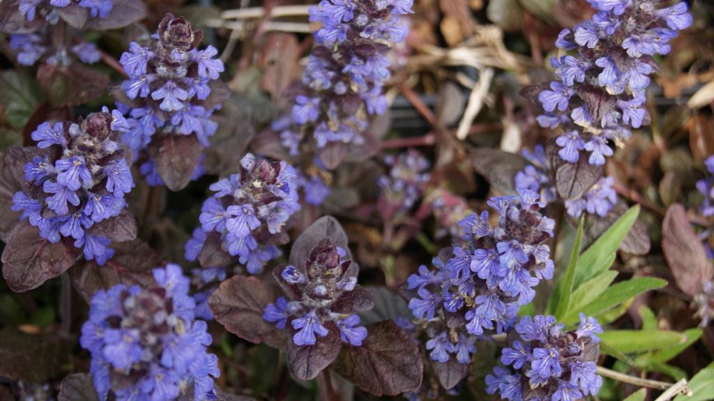 Kriechender Günsel, Ajuga reptans atropurpurea