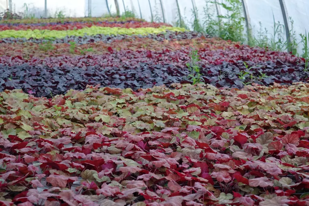 Purpurglöckchen, Heuchera Chateau Rouge