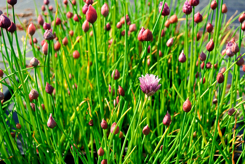 Schnittlauch, Allium schoenoprasum