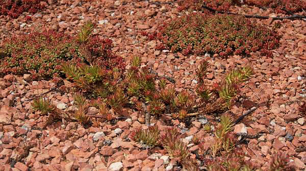 Felsen-Fetthenne, Sedum rupestre