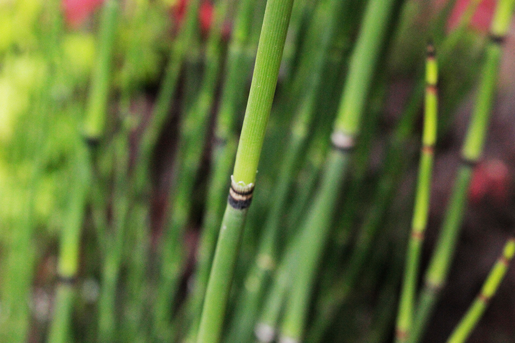 Riesenschachtelhalm, Equisetum hyemale var. robustum