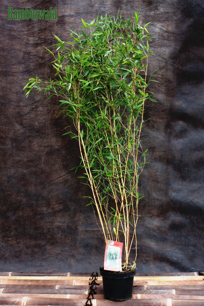 Goldener Peking Bambus, Phyllostachys aureosulcata Aureocaulis