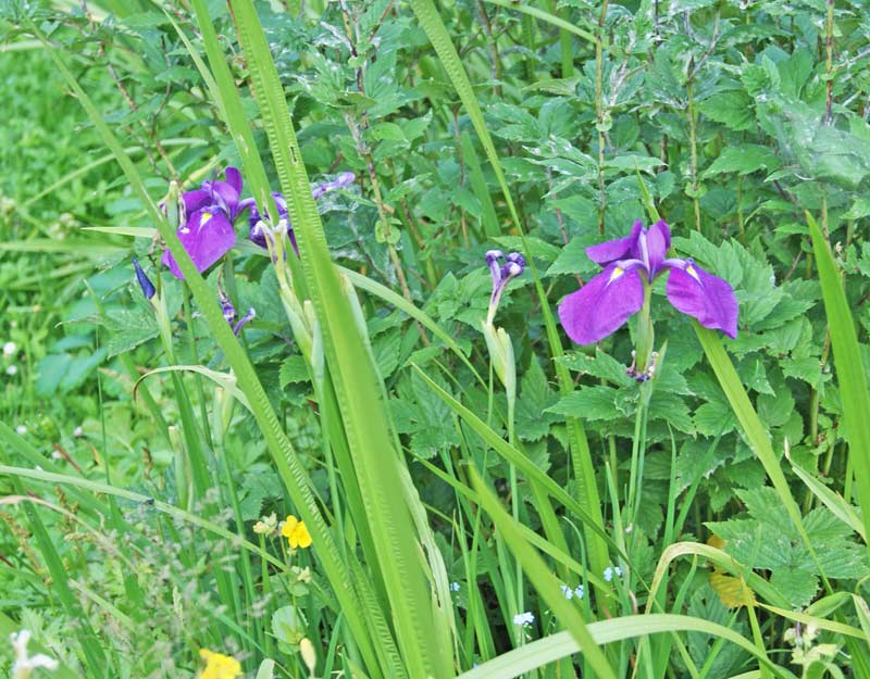 Iris ensata, Japanische Iris