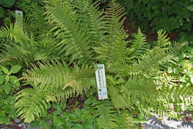 Wurmfarn, Dryopteris filix-mas