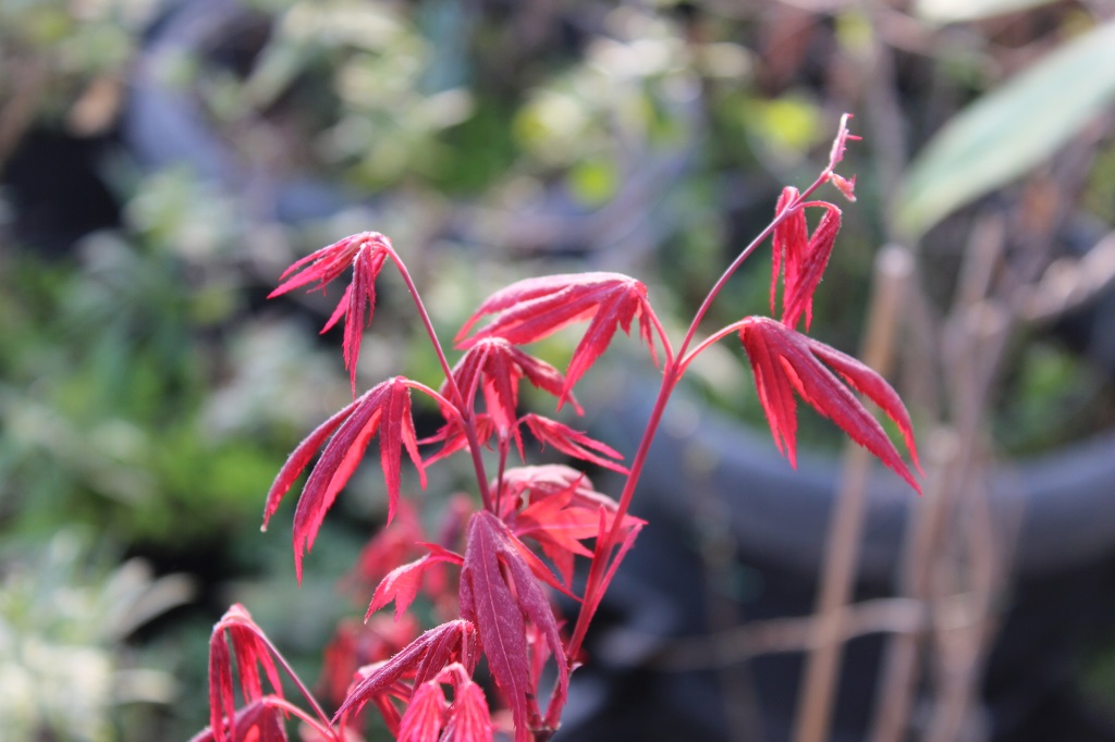 Japanischer Fächerahorn - Acer palmatum