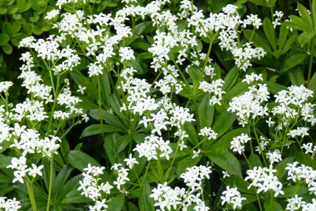 Waldmeister, Galium odoratum