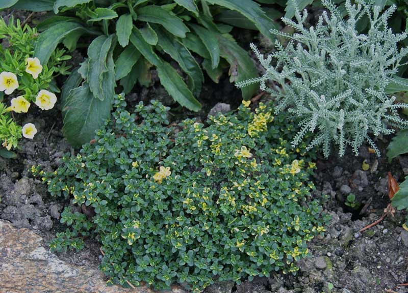 Grüner Zitronenthymian, Thymus x citriodorus