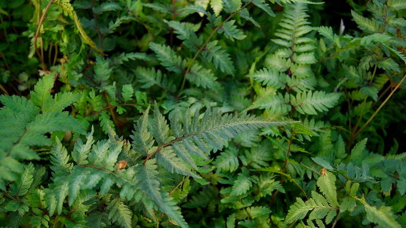 Regenbogenfarn, Athyrium niponicum