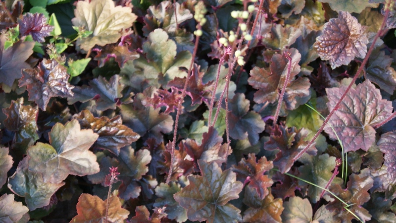 Garten-Silberglöckchen, Heuchera micrantha Palace Purple