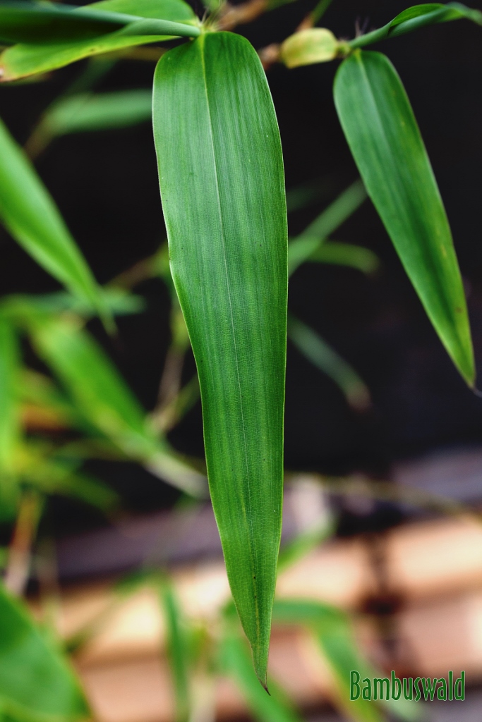 Gelber Furchen Bambus, Phyllostachys vivax Huangwenzhu