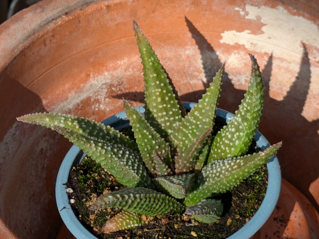 Miniatur Sukkulente, Haworthia