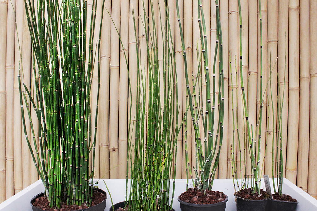 Riesenschachtelhalm, Equisetum hyemale var. robustum