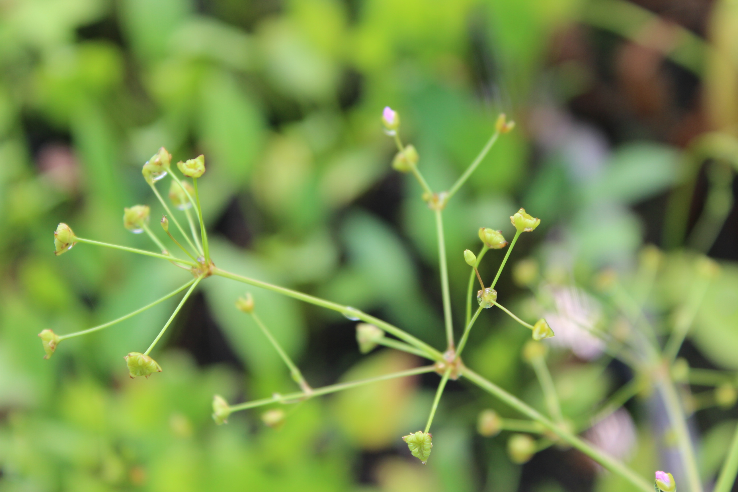 Alisma plantago-aquatica, Froschlöffel