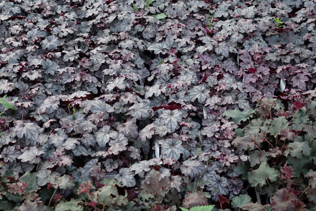 Purpurglöckchen, Heuchera micrantha Sugar Frosting