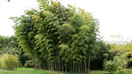 Eleganter Bambus, Phyllostachys vivax Mc Clure