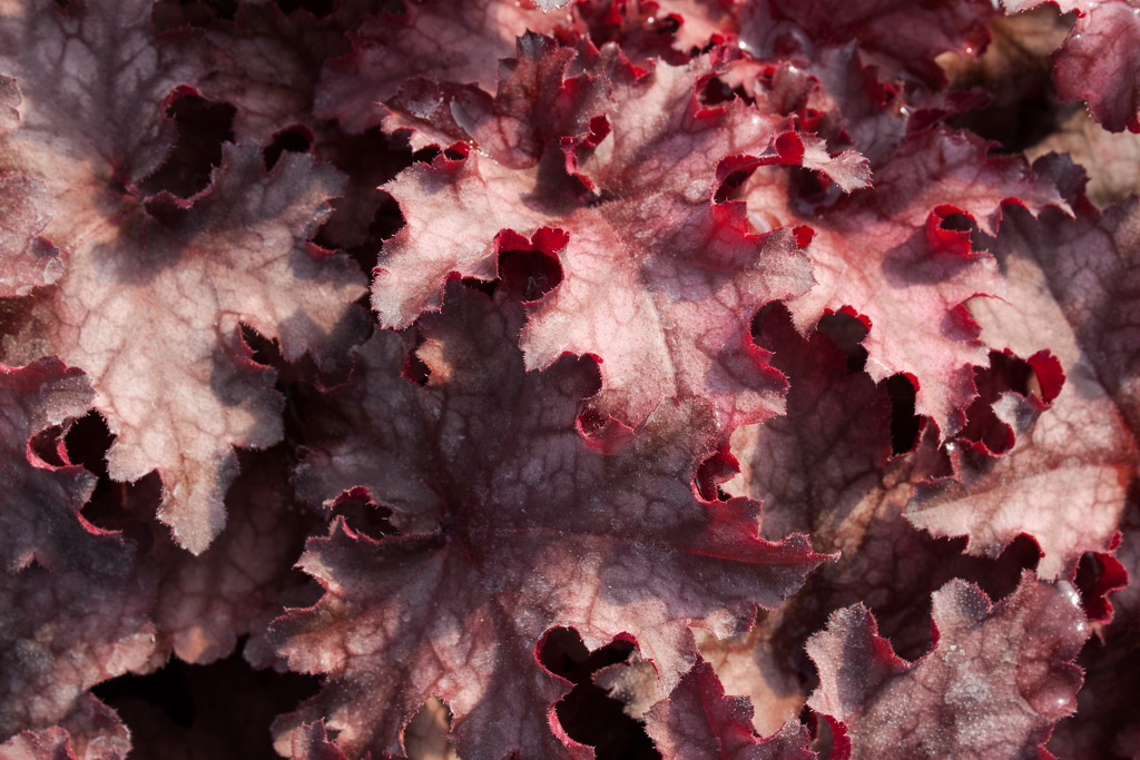 Purpurglöckchen, Heuchera Chateau Rouge