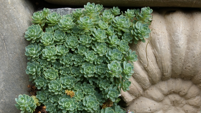 Afghanischer Rosenwurz - Rhodiola primuloides var. pachyclados