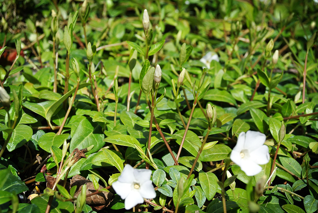 Kleines Immergrün, Vinca minor