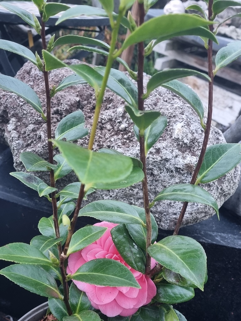 Camellia japonica rosa, Kamelien mit rosa Blüten