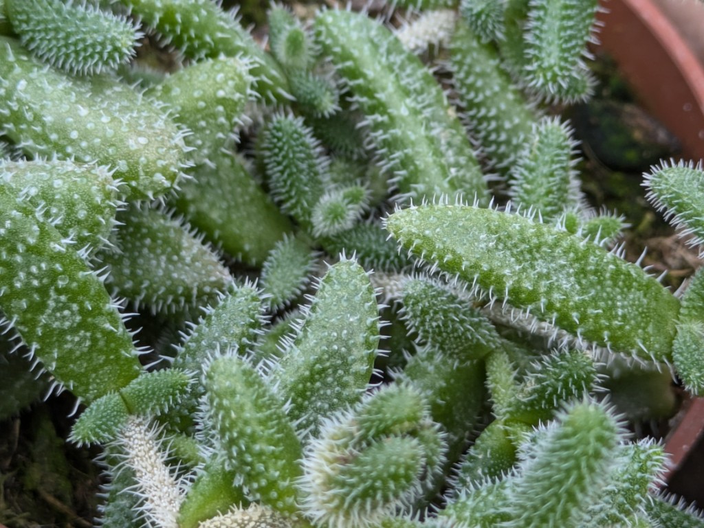 Kuschelige Gurkenpflanze, Delosperma echinatum