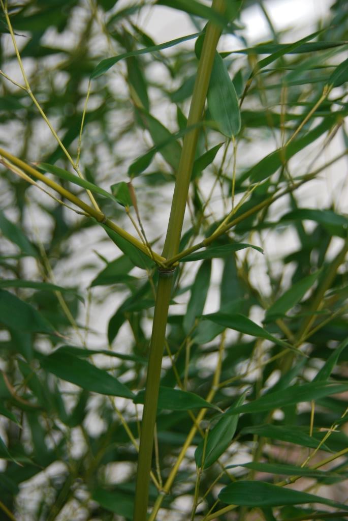 Grüner Bambus, Phyllostachys bissetii