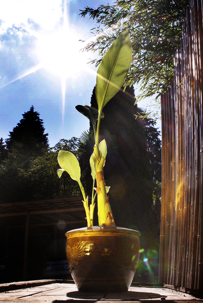 Golden Lotus Banane - Musella Lasiocarpa