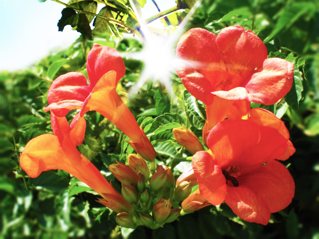 Trompetenblume - Campsis radicans