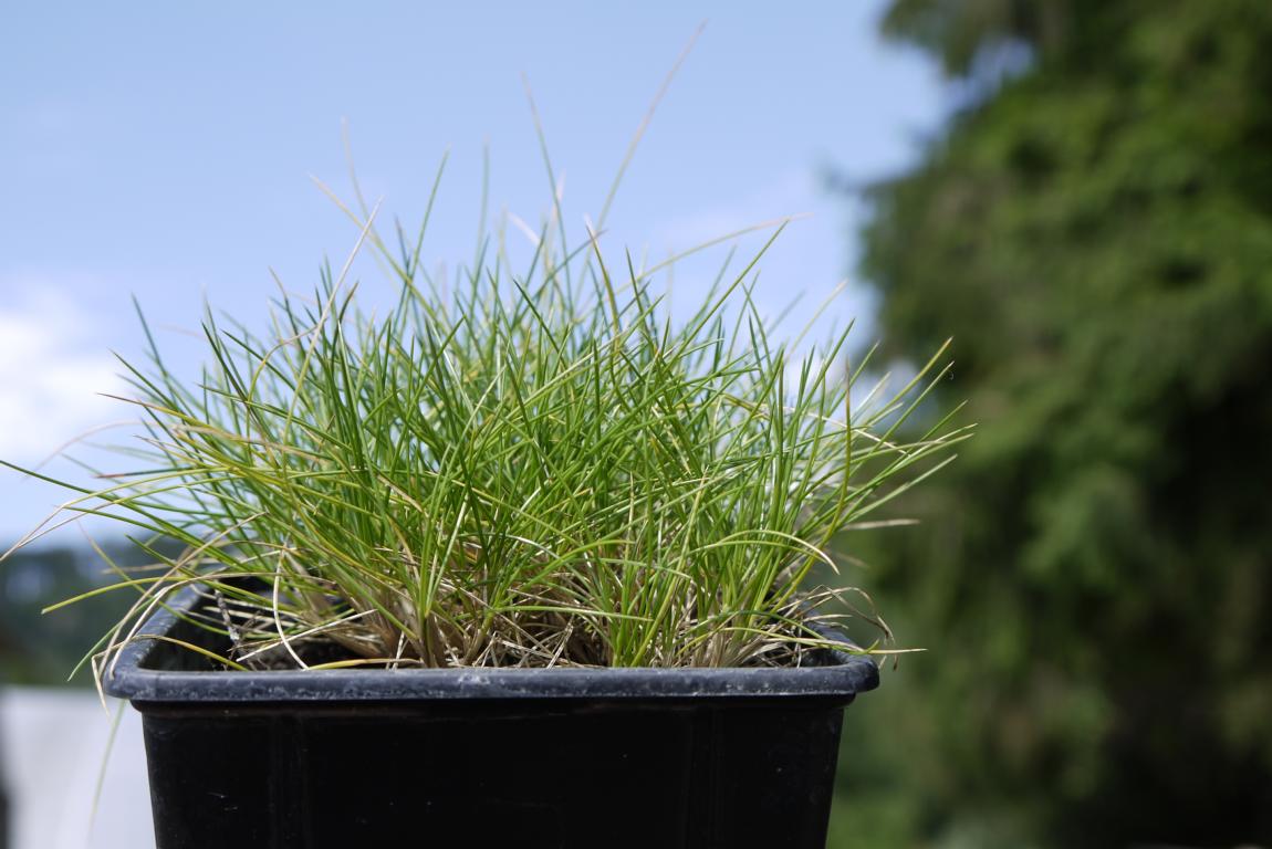 Bärenfell-Schwingel, Festuca gauteri ( scoparia)