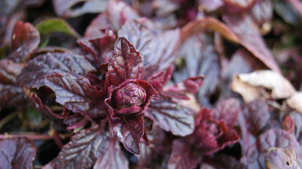 Kriechender Günsel, Ajuga reptans atropurpurea