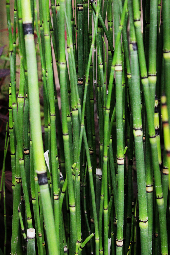 Riesenschachtelhalm, Equisetum hyemale var. robustum