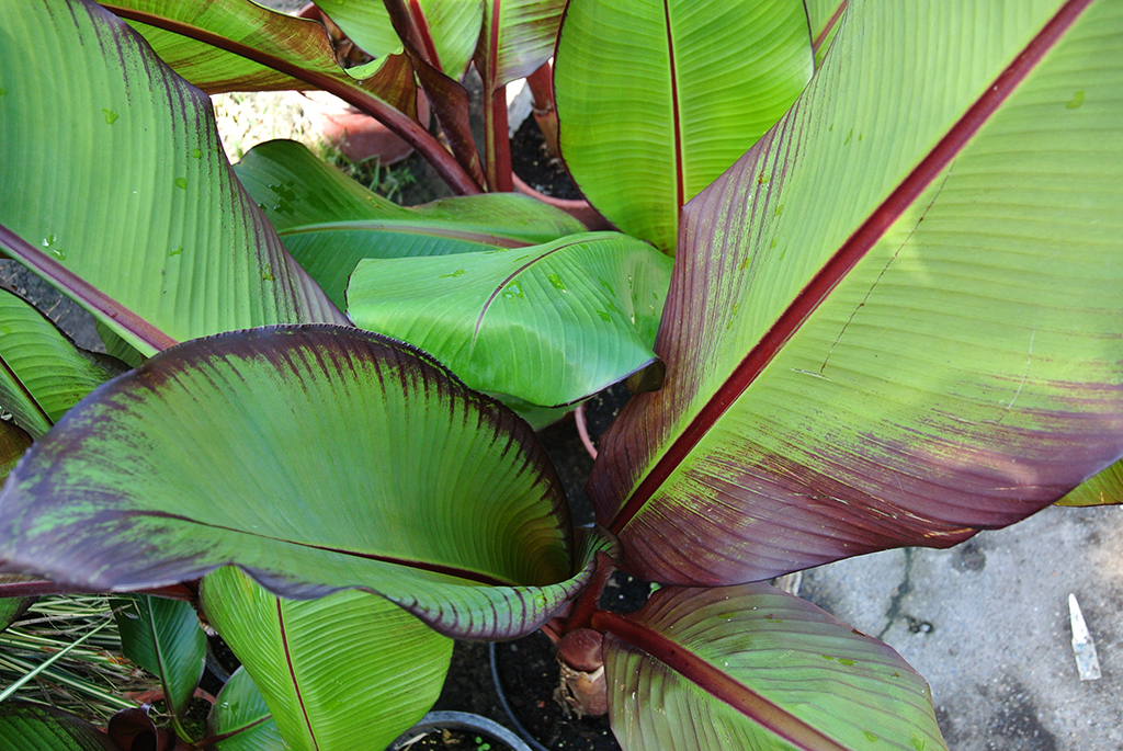 Rote Zierbanane - Ensete ventricosum Maurelli