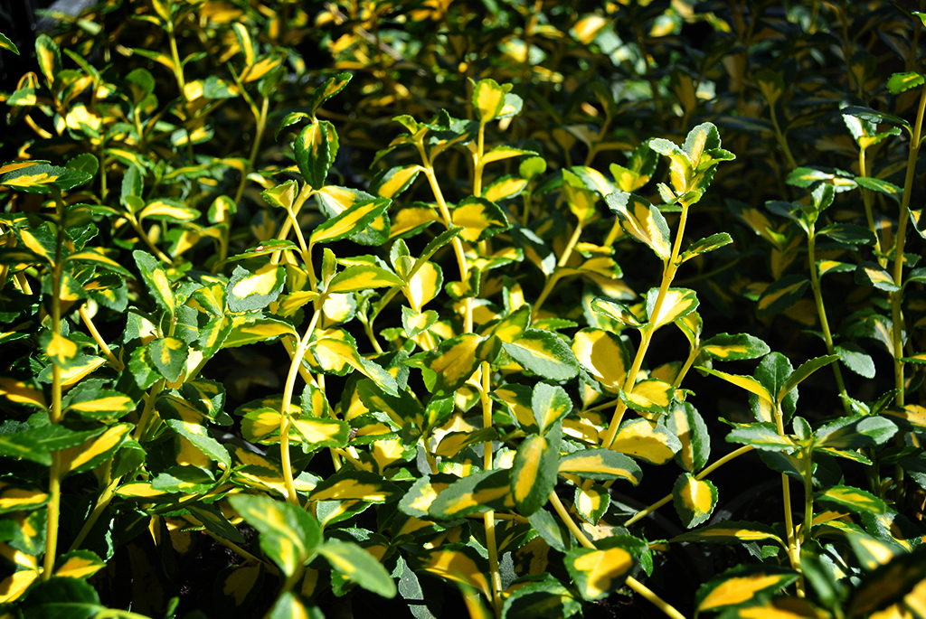 Kriechspindelstrauch, Euonymus fortunei Mikaela