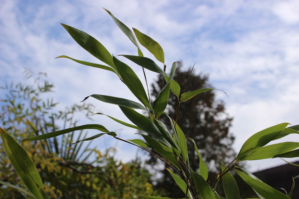 Grüner Schwefel-Bambus, Phyllostachys sulphurea viridis