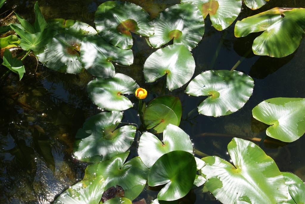 Nuphar lutea, Teichmummel