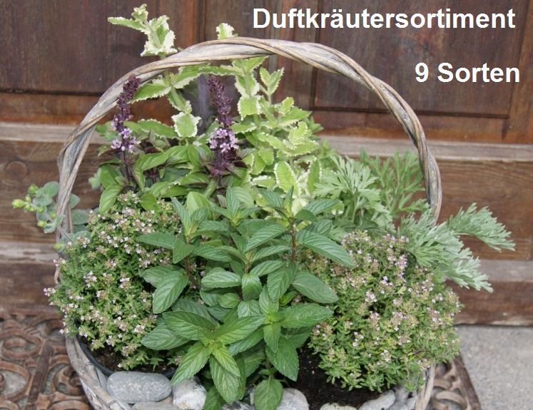 Duftkräutersortiment