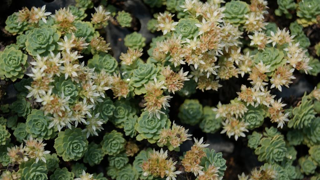 Afghanischer Rosenwurz - Rhodiola primuloides var. pachyclados