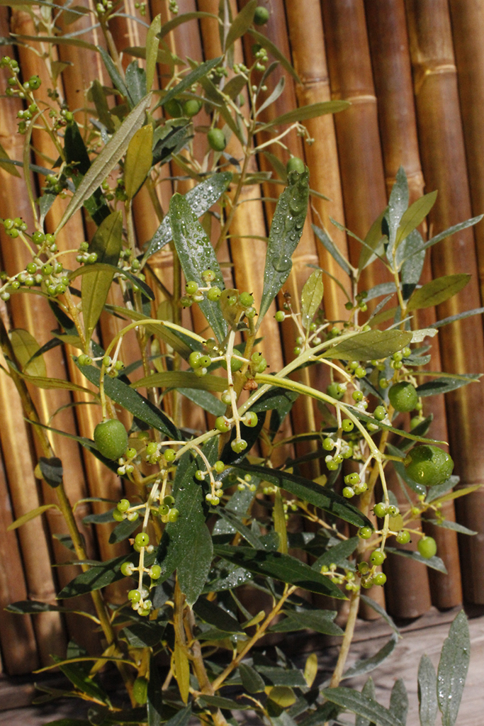 Olivenbaum Strauch, Olea europea