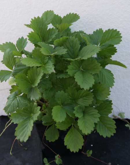 Walderdbeere, Erdbeere, Fragaria vesca