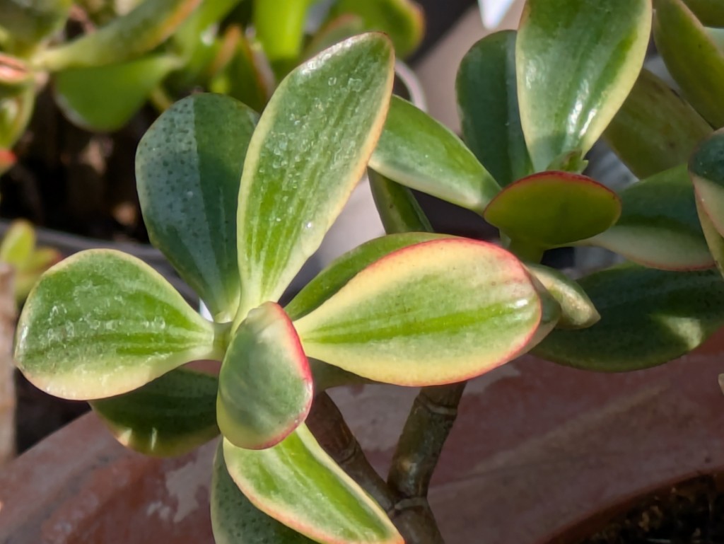 Farbiger Pfennigbaum, Crassula ovata variegata