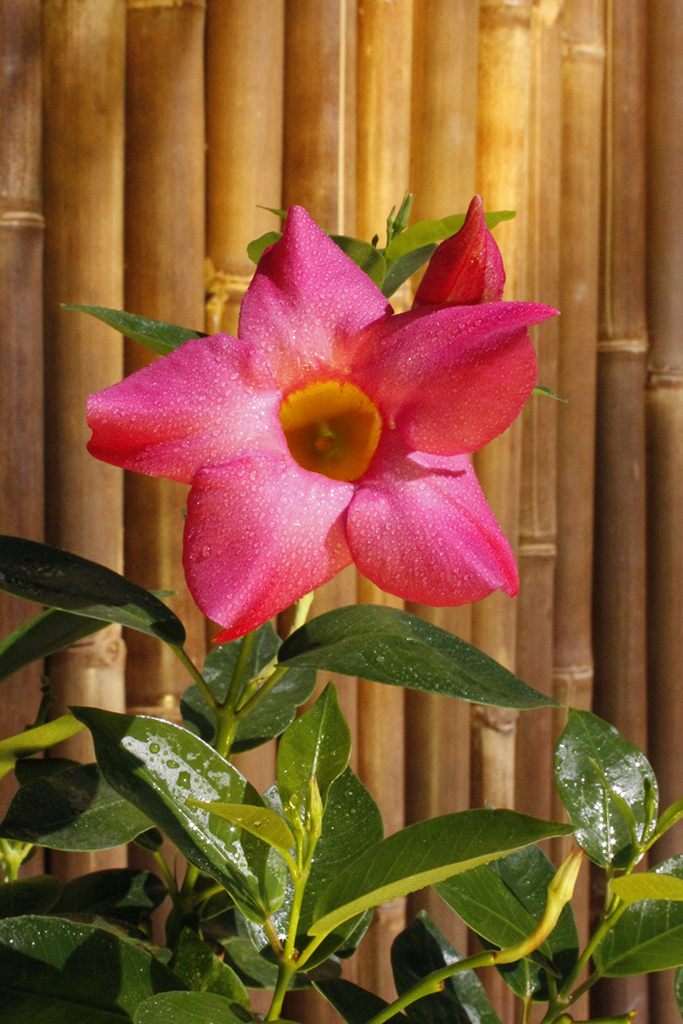 Dipladenia - Mandevilla