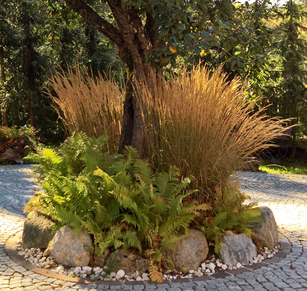 Reitgras, Calamagrostis x acutiflora Karl Förster