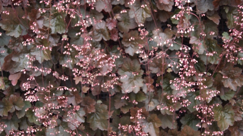 Garten-Silberglöckchen, Heuchera micrantha Palace Purple