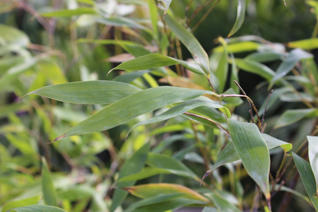 Grüner Schwefel-Bambus, Phyllostachys sulphurea viridis