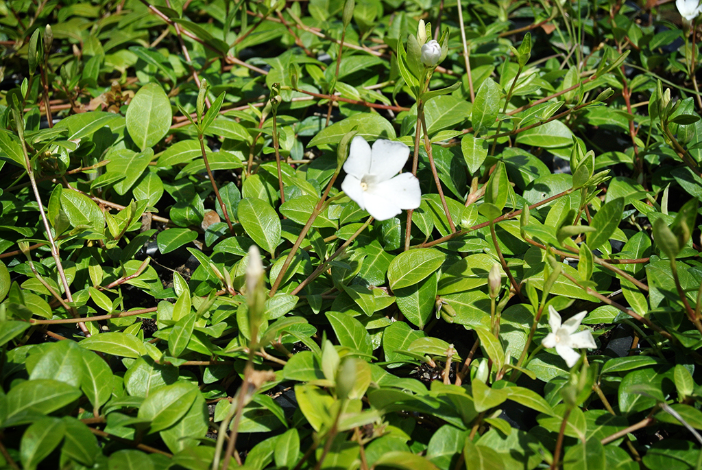 Kleines Immergrün, Vinca minor