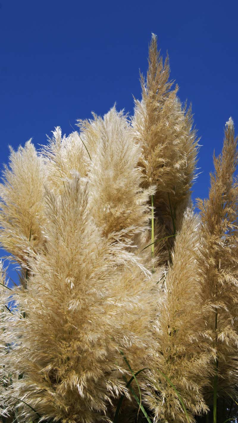 Pampasgras weiß, Cortaderia selloana