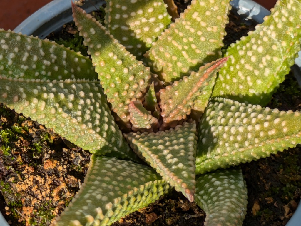 Miniatur Sukkulente, Haworthia