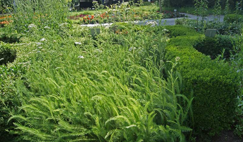 Schafgarbe, Achillea millefolium